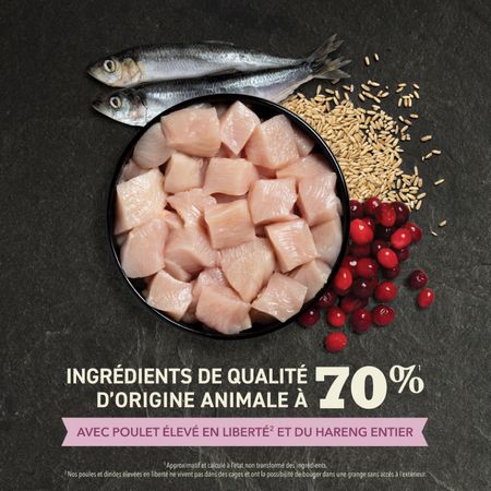 Acana - Kitten Food First Feast