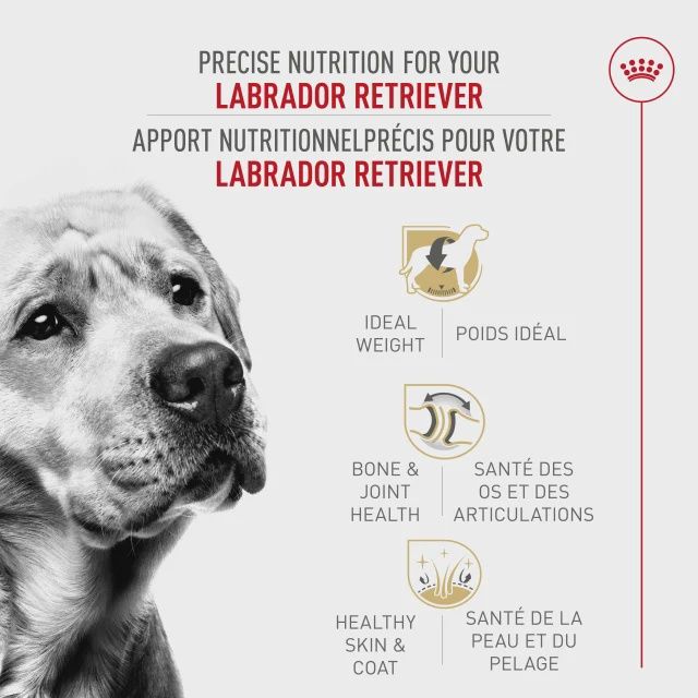 Royal Canin- Recette pour Labrador adulte