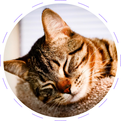 Cymbia-Hairball+ Digestive Health and Hairball Control 70g