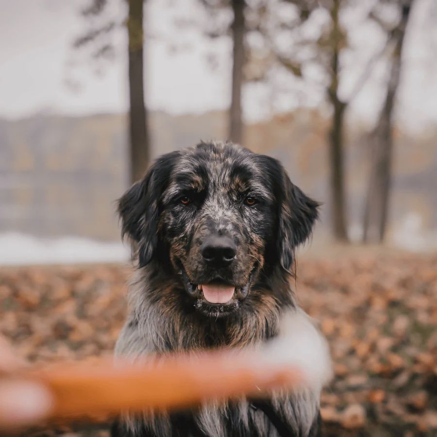 Natural Farm- Bully stick régulier
