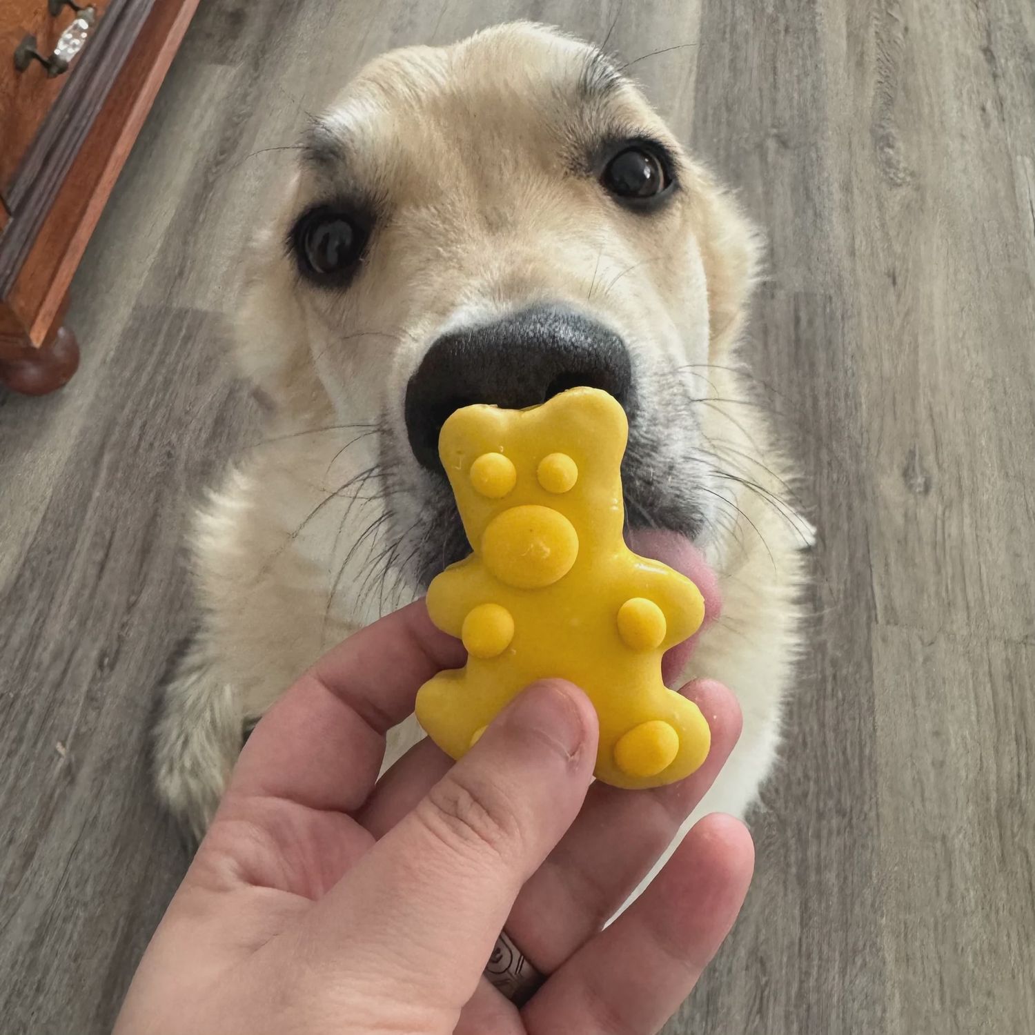 Bosco and Roxy - Bear Cookie