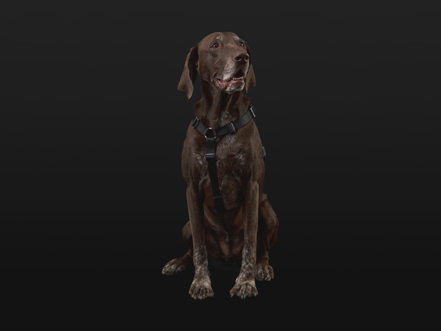 RCPets - Harnais lumineux à DEL Nova (noir/gris)