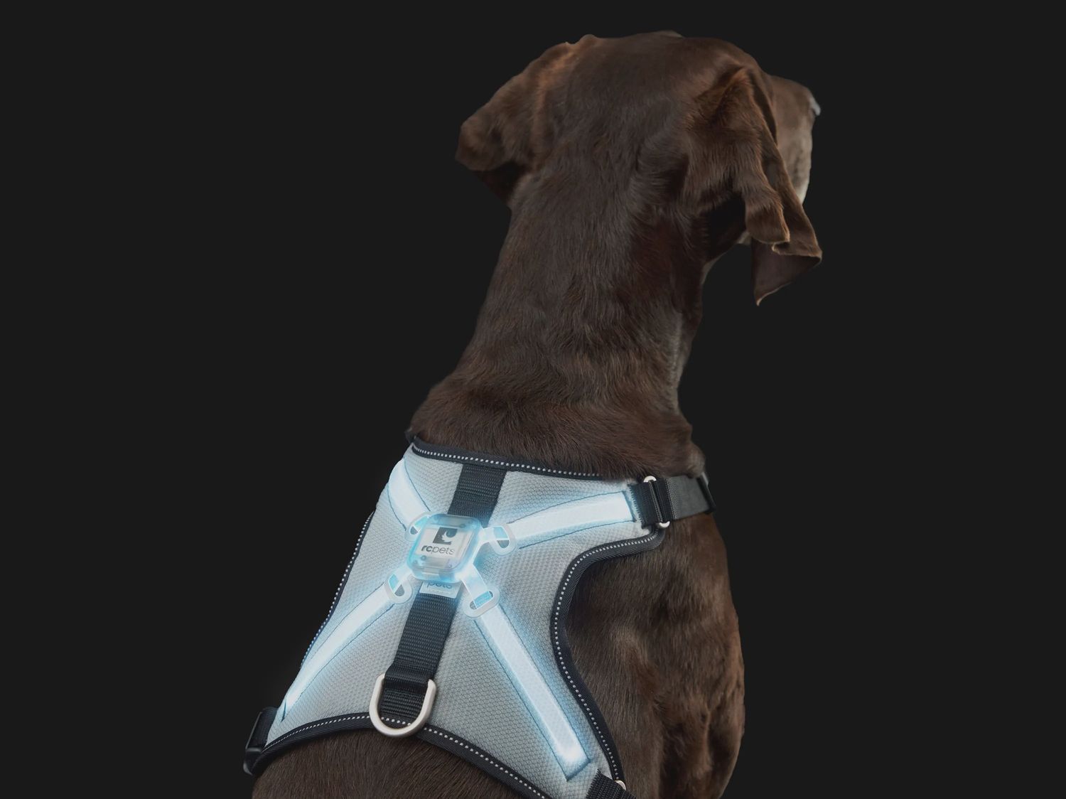 RCPets - Harnais lumineux à DEL Nova (noir/gris)