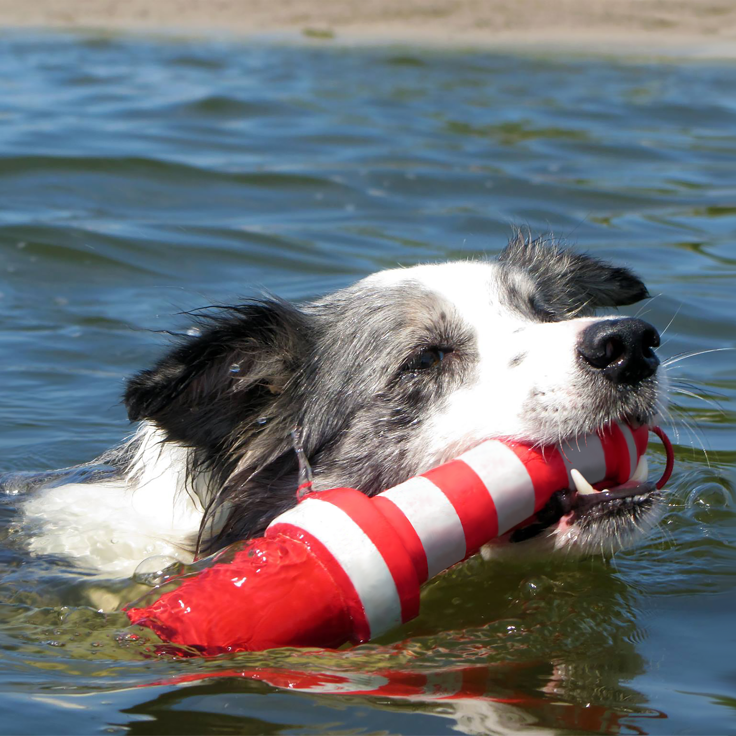 Kong - Rogz - lighthouse