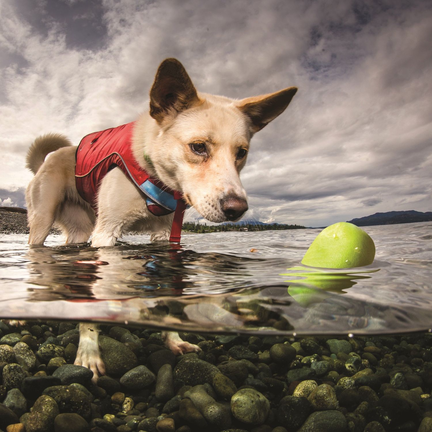 Kurgo - roches flottantes - pqt de 3