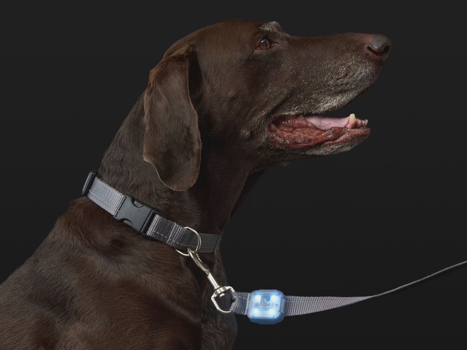 RCPets - Lumière à DEL NOVA