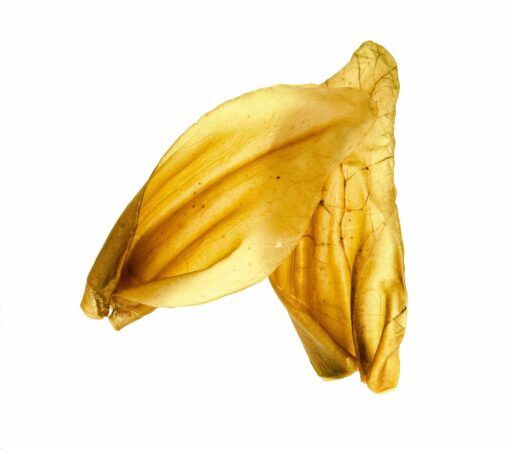 Natures Own - Oreille de boeuf