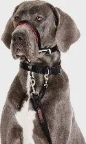 Company of Animals - Halti "OptiFit" Dog Headcollar