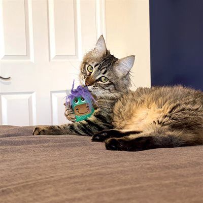 Kong - Scrattles highland cow, jouet pour chat