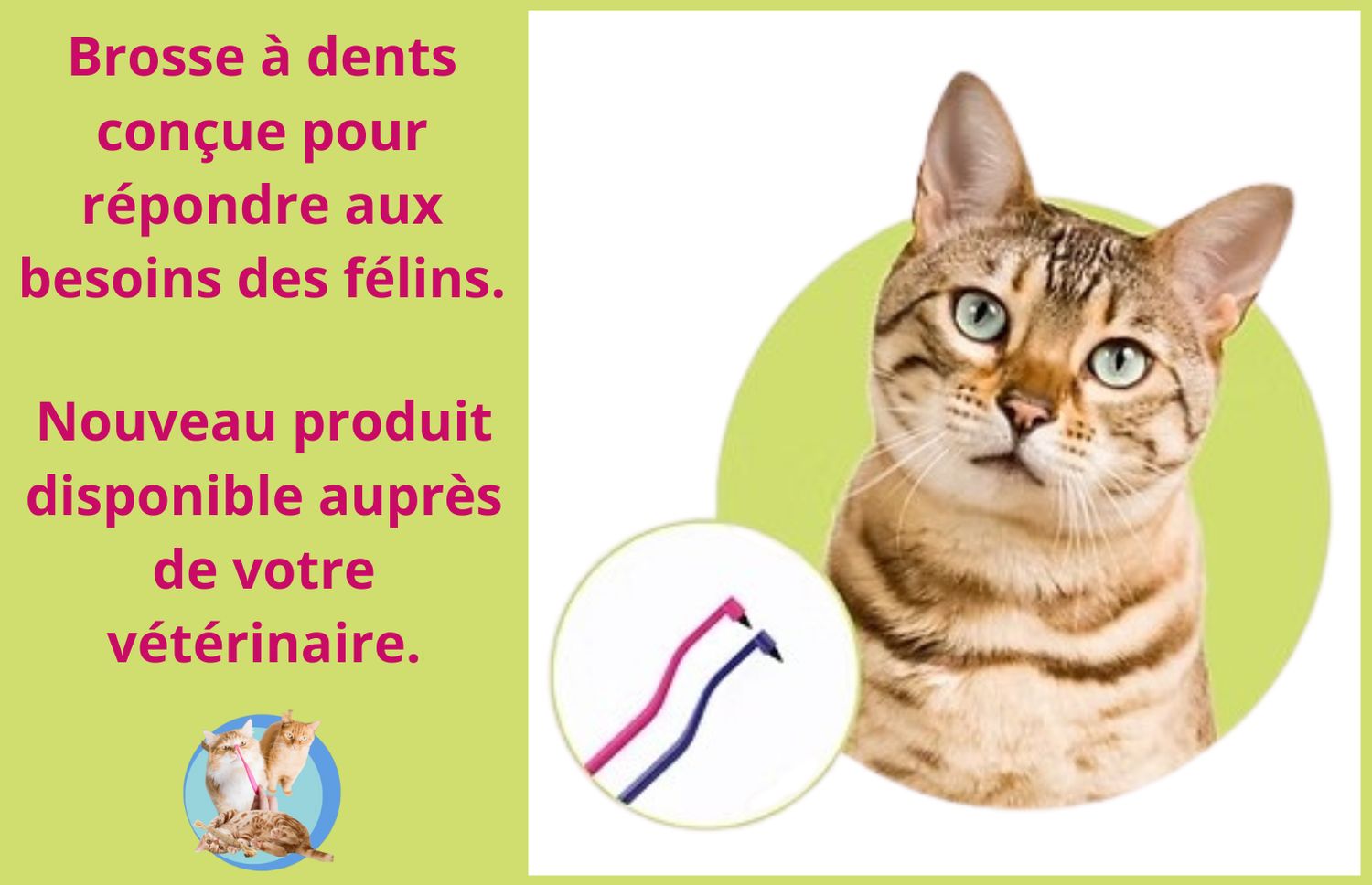 Tavin Pharma - Brosse à dents pour chat