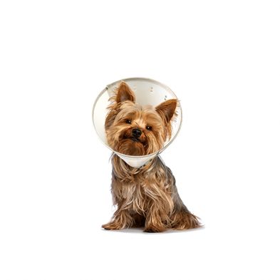 Calm Paws - Elizabeth Collar, Post-Surgery Protection