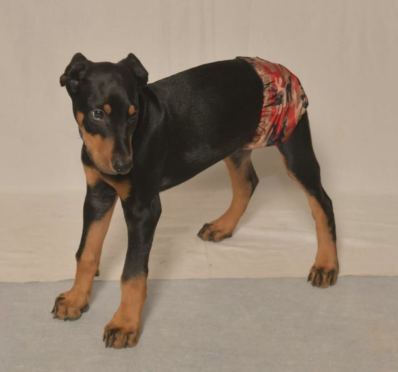 Daba-Doo - Washable Restrictive Bands for Dogs