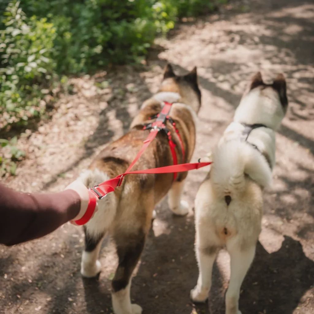 Nahak - Harnais Hybride pour chien