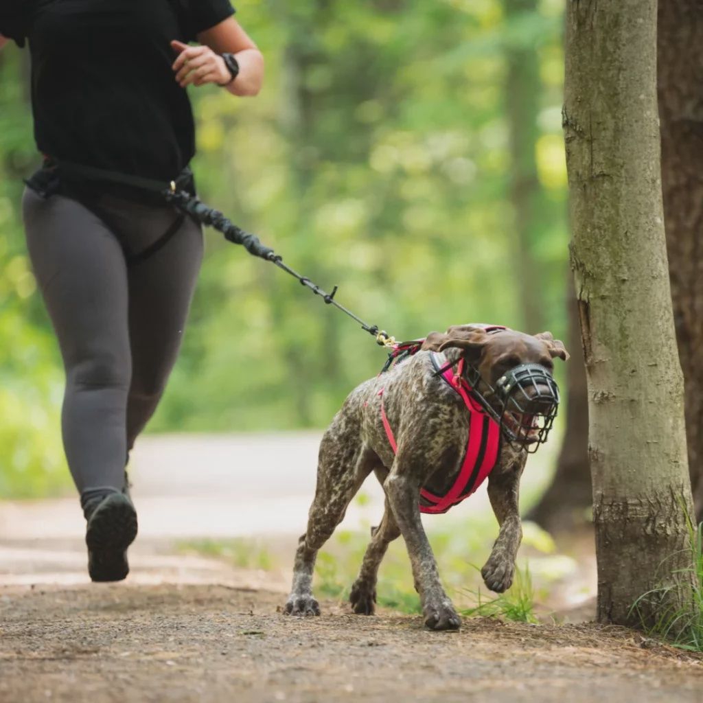 Nahak - Harnais Hybride pour chien