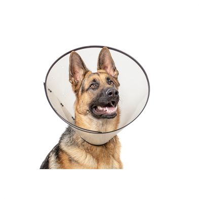Calm Paws - Elizabethan Collar, Basics, E-Collar