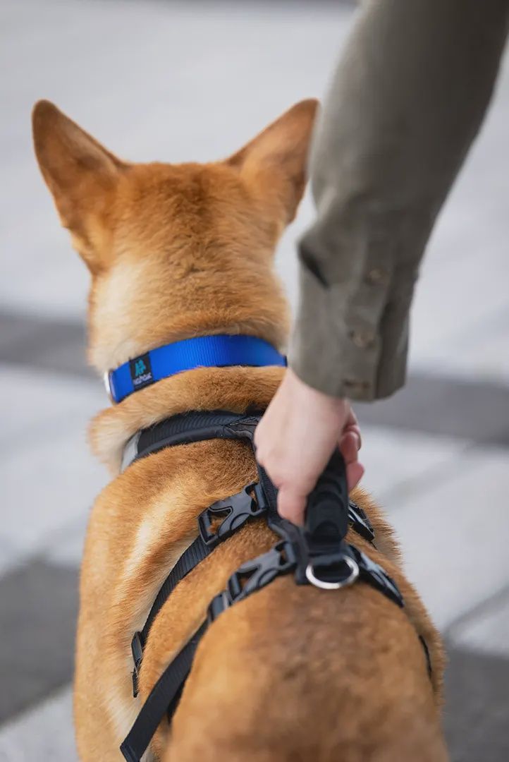 Nahak - Harnais Hybride pour chien