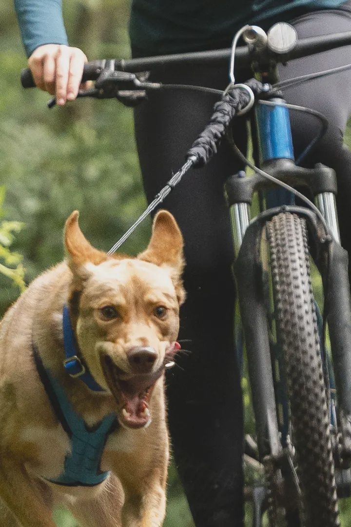 Nahak - Ligne bungee pour bikejoring