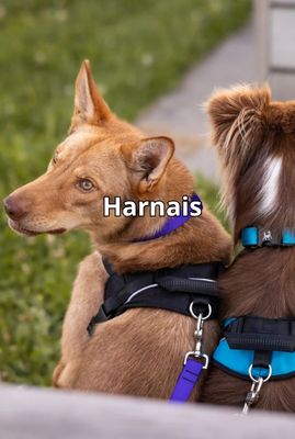 Harnesses
