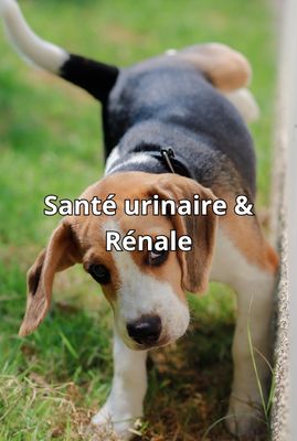 Urinary &amp; Kidney Health