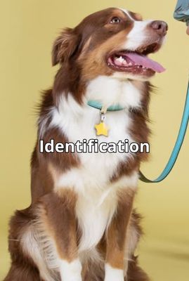 Pet Identification