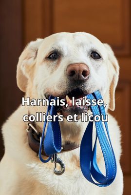 Leashes, Collars, Harnesses &amp; Headcollars