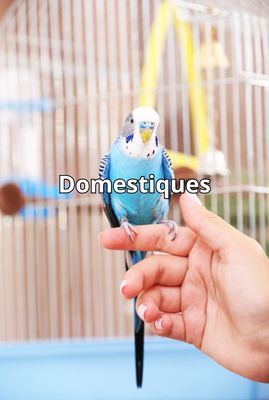 Domestic