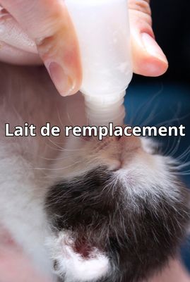 Lait de remplacement