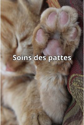 Soins des pattes &amp; museau