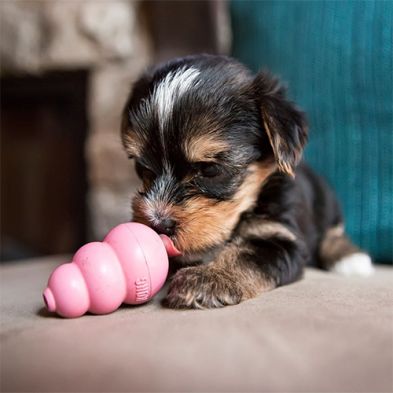 Kong - Chiot rose ou bleu, jouet de remplissage