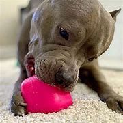 RuffDawg - dawg-cube