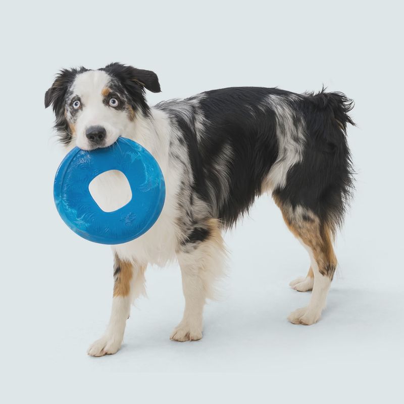 West Paw - Sailz  frisbee