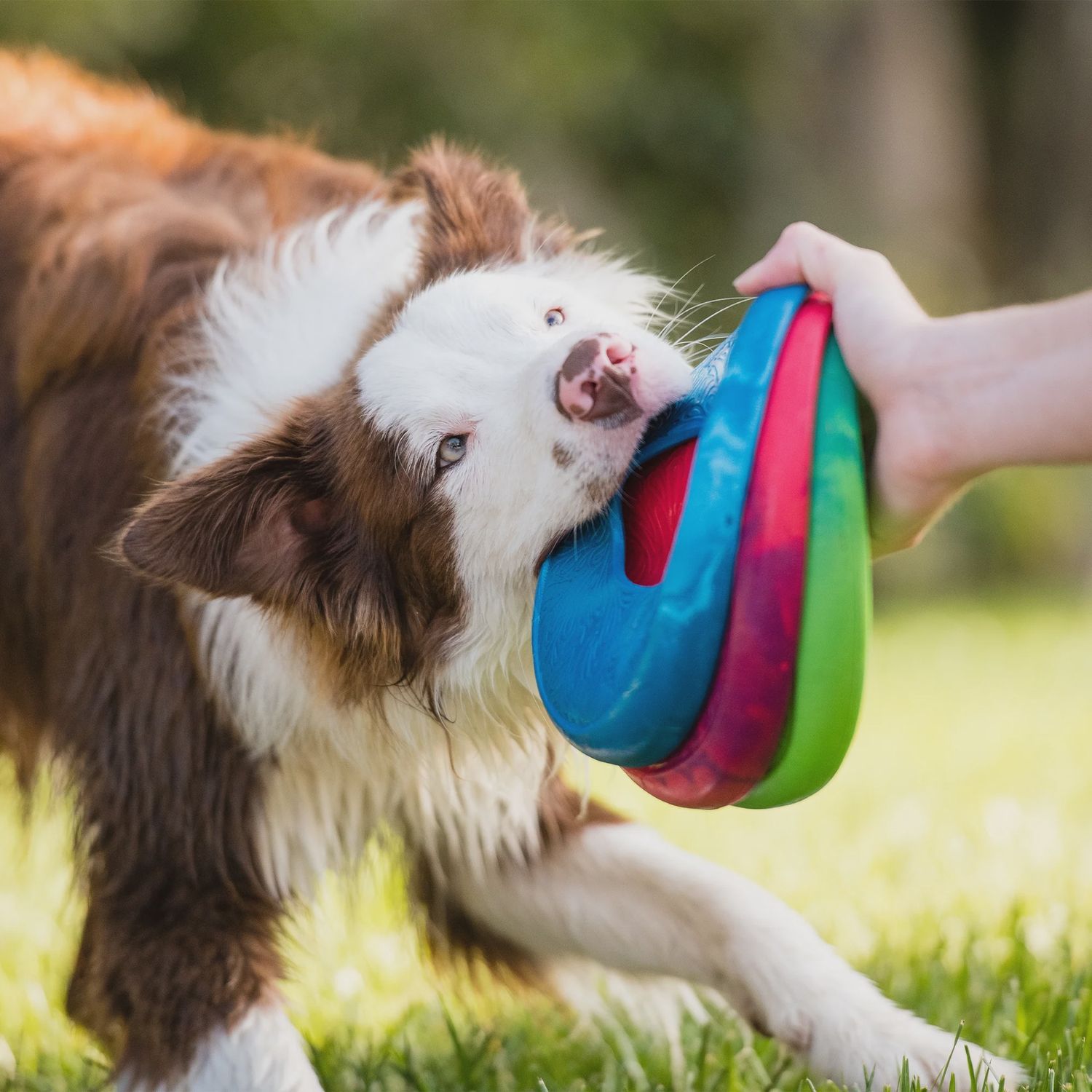 West Paw - Sailz  frisbee