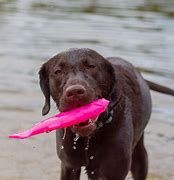 RuffDawg - poisson flottant