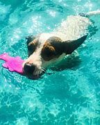 RuffDawg - poisson flottant