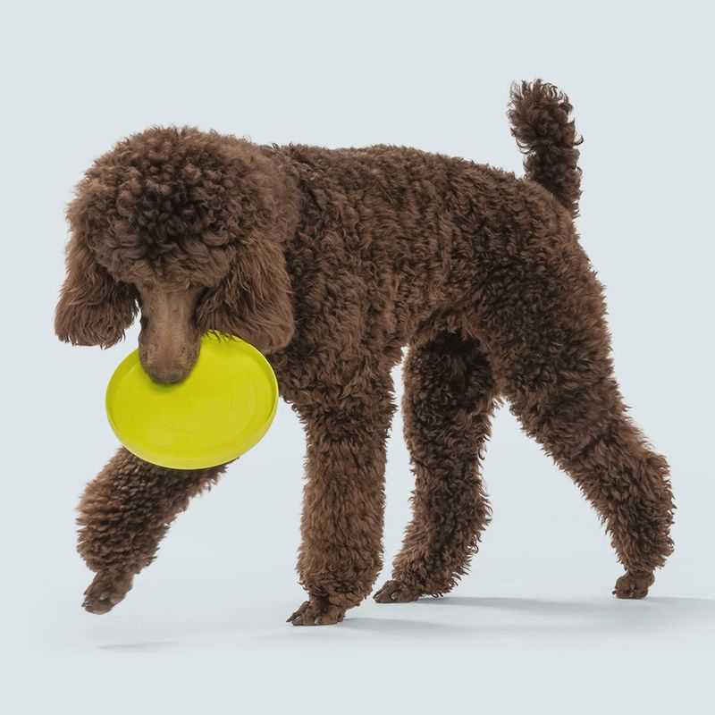 West Paw - Zisc  frisbee Large