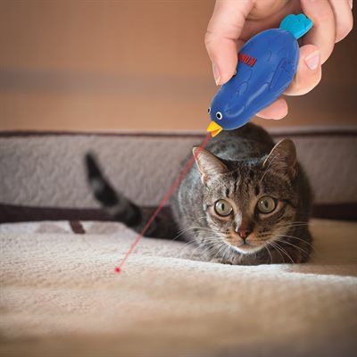 Kong - Laser - Chirps