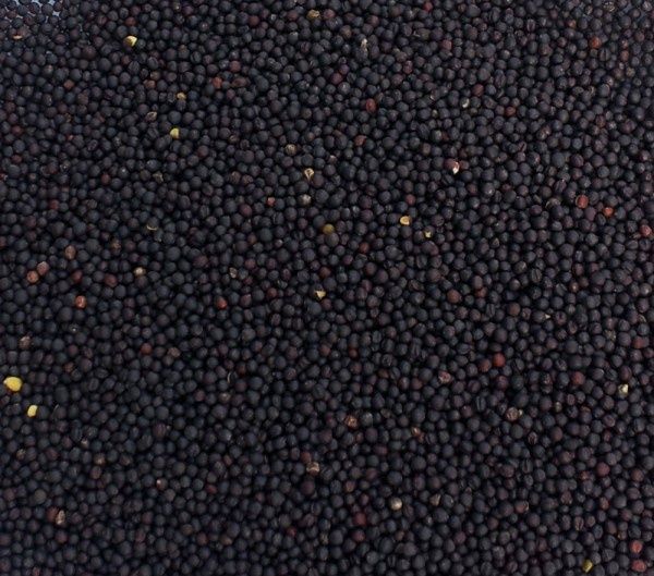 Maska Sélect- Colza 8kg