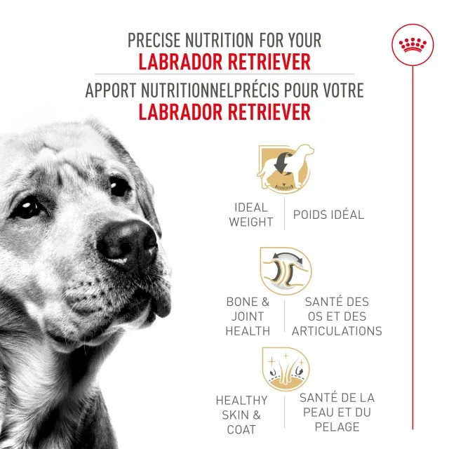 Royal Canin- Recette pour Labrador adulte