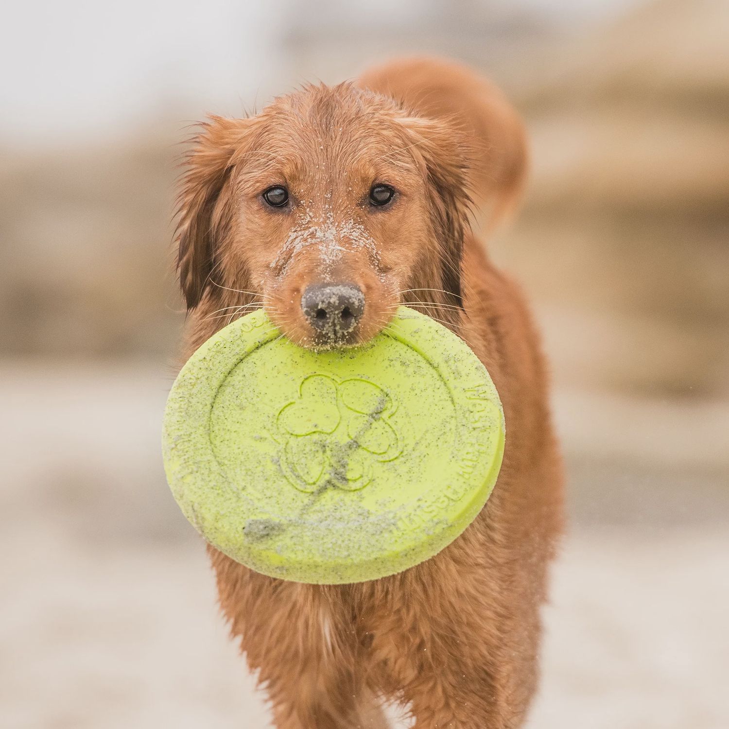 West Paw - Zisc  frisbee Petit
