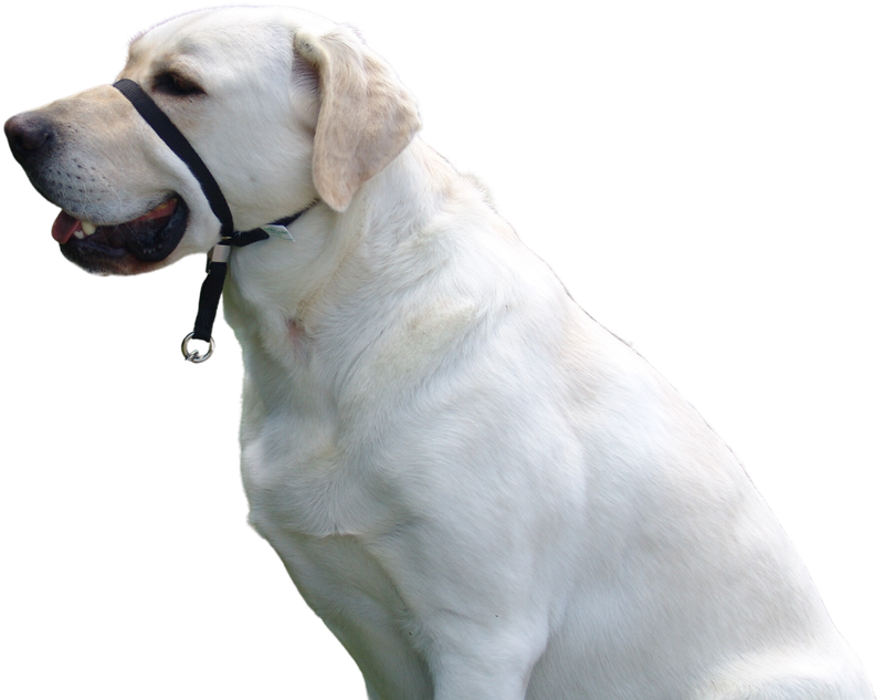 Gentle Leader, PABA - Dog Control Headcollar
