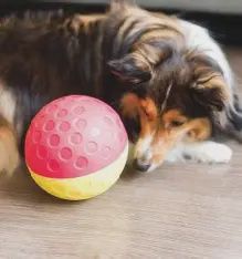 Outward Hound - Balle dégringolade de friandises