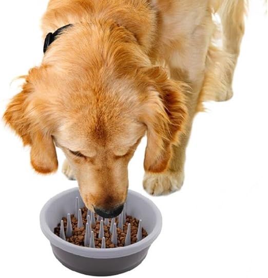 Dexas - The Slow Feeder - Bol ralentisseur en silicone