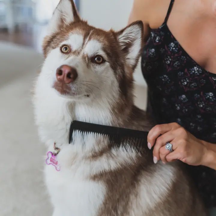 Chicago Comb Co.-Peigne pour animaux, en fibre de carbone anti-statique