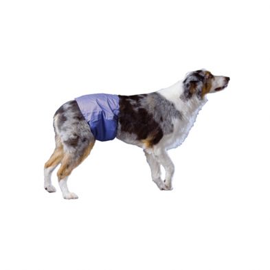 Pooch Pad- Bande restrictive pour mâle reutilisable
