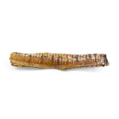 Bulk-Dog- Traché de veau