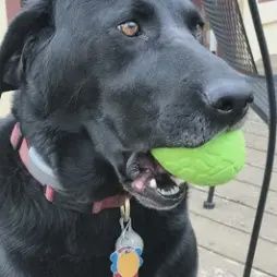 SodaPup -MKB œuf de dinosaure - jouet à mâcher et distributeur de friandises - grand format vert