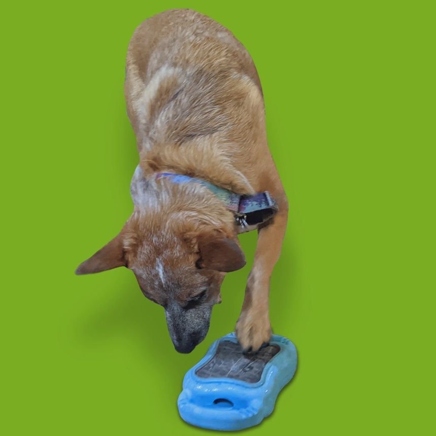 De' Vora Pet - Outil de limage des griffes, Scratch Square