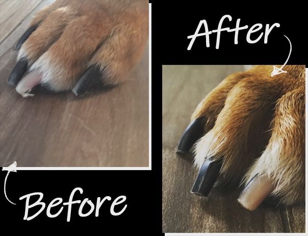 De' Vora Pet - Outil de limage des griffes, Scratch Square