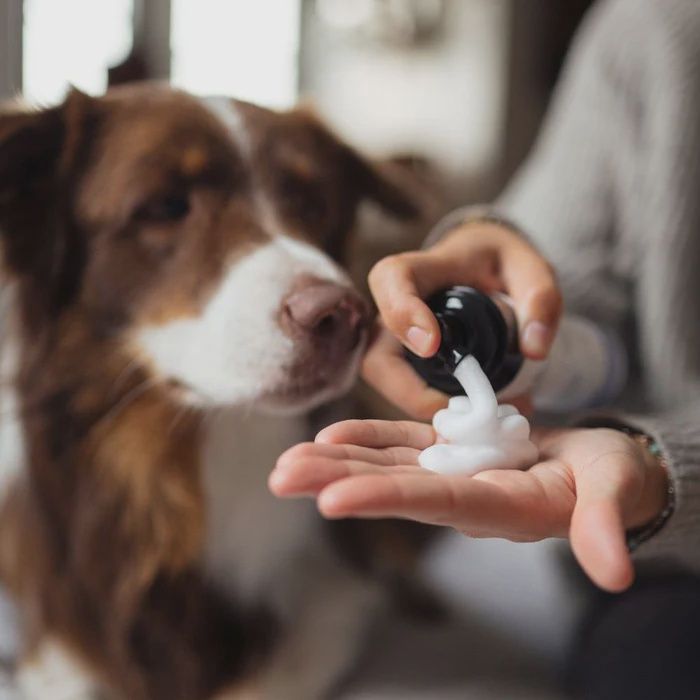 Bleu Lavande - Shampooing sans rinçage pour chiens, 210ml