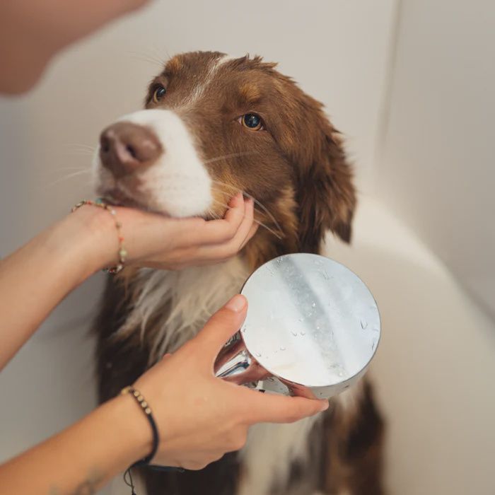 Bleu Lavande - Shampooing apaisant pour chiens, 250ml